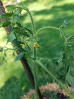 Drought stress in tomato plants can cause flowers to wither or drop prematurely.