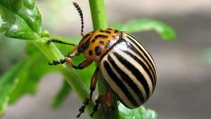 ТОП-5 Средств от колорадского жука. Описание жизнедеятельности вредителя, классификация средств против него (Фото & Видео) +Отзывы