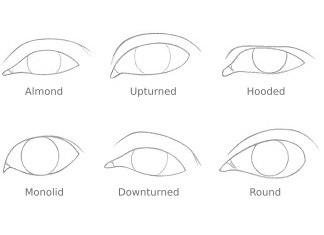 THUMBNAIL different eye shapes 324x235