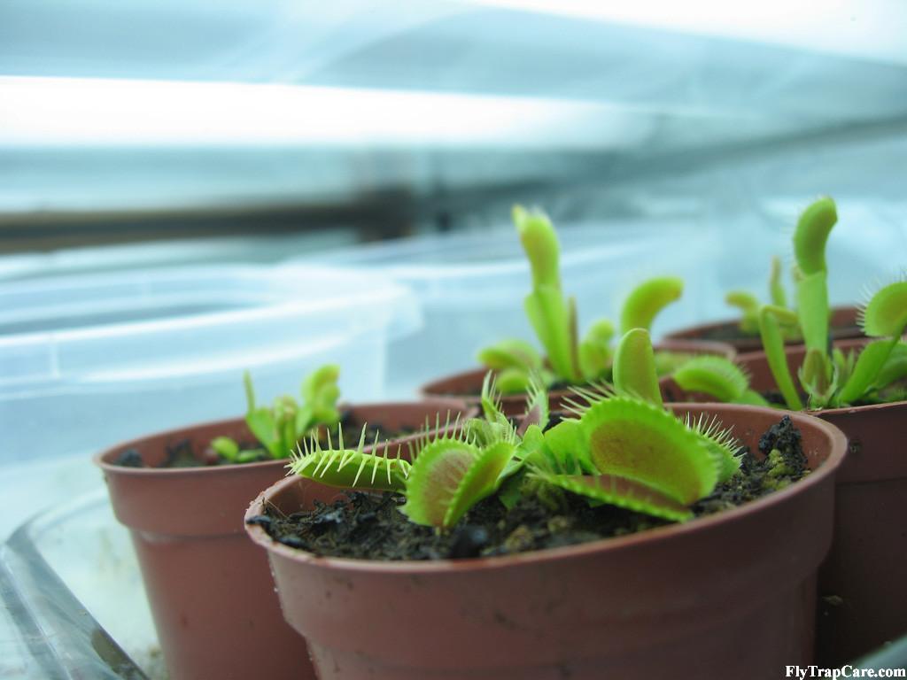Adolescent Venus flytraps under artificial lighting