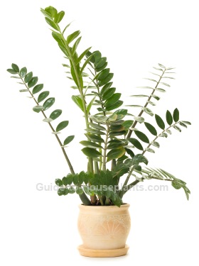 zz plant, zamioculcas zamiifolia, easy houseplants