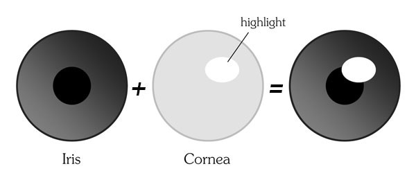highlight of the cornea