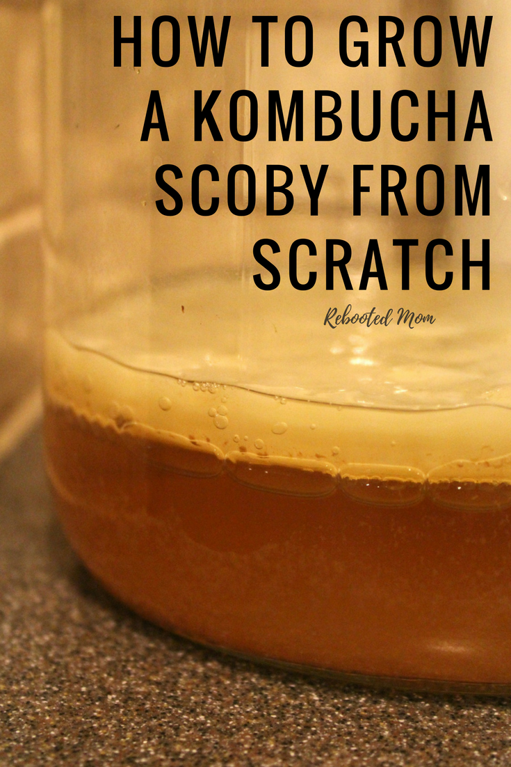 Learn how to grow a Kombucha SCOBY from scratch so you can brew your own delicious, gut-friendly kombucha at home and reap the health benefits!